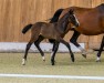 jumper Raven Heart K.A. (German Riding Pony, 2023, from Roughan Sparrow)