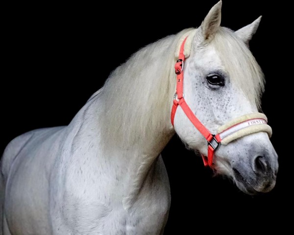 horse Gortlocka Lady (Connemara Pony, 2009, from Robe Earl)