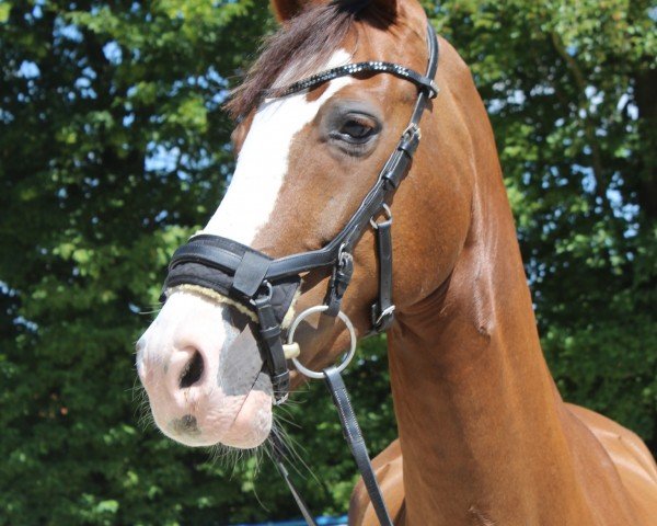 dressage horse Call Me Carlson (Westphalian, 2010, from Catum)