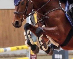 jumper Miracle 23 (German Riding Pony, 2019, from Mason 4)