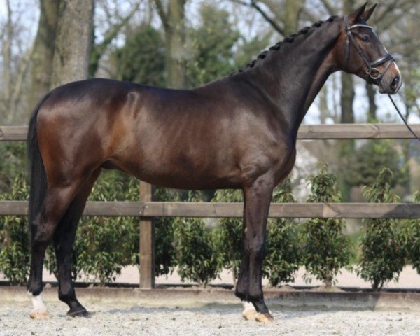 dressage horse Delano 141 (Hanoverian, 2019, from Diamond Hit)