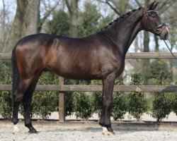 dressage horse Delano 141 (Hanoverian, 2019, from Diamond Hit)