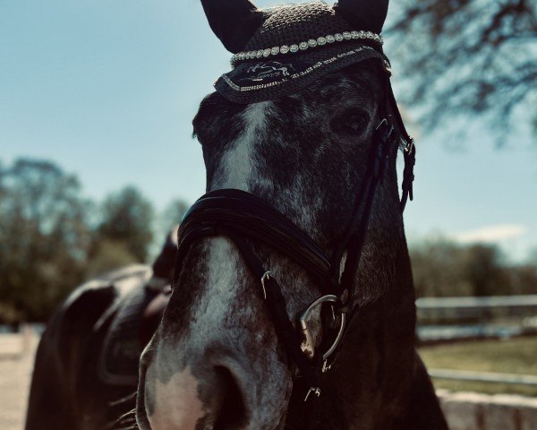 jumper Aj Leopold (Zangersheide riding horse, 2019, from Levisto Z)