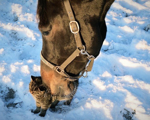 broodmare La Casalla (Holsteiner, 2018, from Casall)