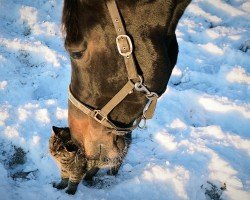 broodmare La Casalla (Holsteiner, 2018, from Casall Ask)