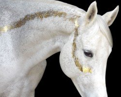 jumper Ornella 49 (Oldenburg show jumper, 2015, from Coupie)