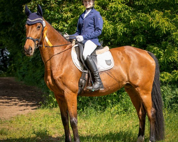 broodmare Chantal 288 (German Sport Horse, 2007, from Claudio's Son)