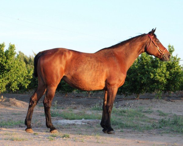 horse Cool Est (Spanish Sport Horse, 2006, from Lancer II)