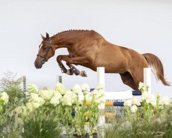 jumper Las Vegas (KWPN (Royal Dutch Sporthorse),  , from Zapatero VDL)