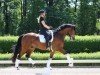 dressage horse Valdez 24 (Westphalian, 2020, from Vaderland OLD)