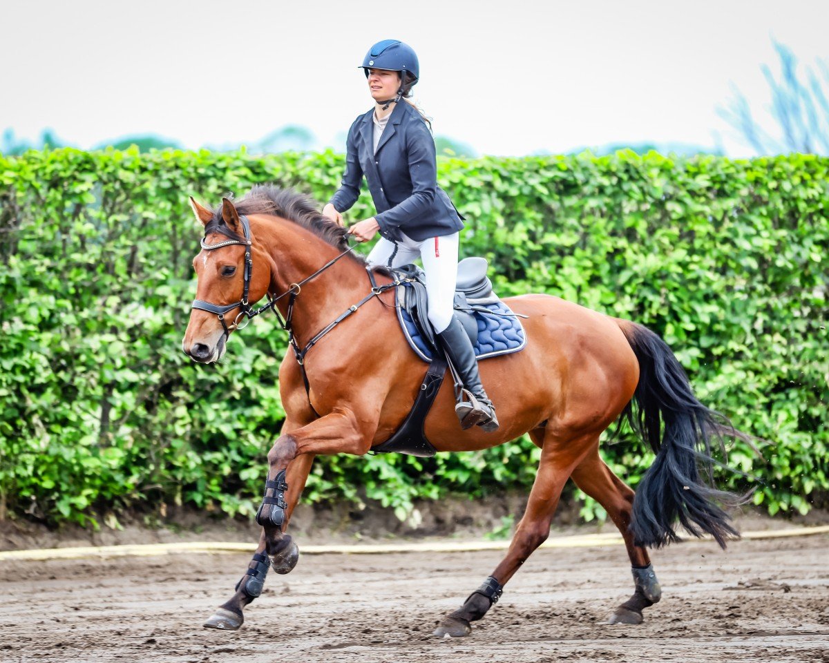 jumper Cap Askara (German Sport Horse, 2017, from Cappucino)