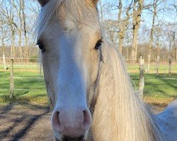 Dressurpferd Mr. Perfect B (Deutsches Reitpony, 2022, von FS Mr. Right)