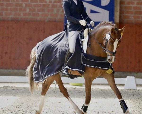 dressage horse Herzbeben B (German Riding Pony, 2018, from Herzkoenig NRW)