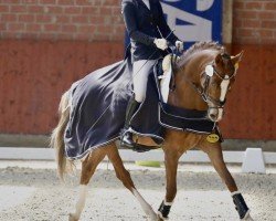 dressage horse Herzbeben B (German Riding Pony, 2018, from Herzkönig NRW)