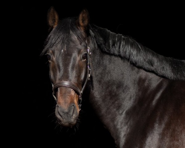 dressage horse James BF (Bavarian, 2013, from Jazz)