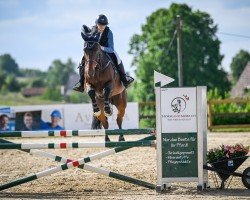 jumper Caribbean 3 (Oldenburg show jumper, 2016, from Quidam de Revel)