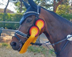 broodmare Gossy B (KWPN (Royal Dutch Sporthorse), 2011, from Wup)