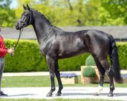 dressage horse Fürst Negro GV (Westphalian, 2018, from Fürst Romancier)