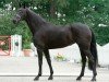 dressage horse Florencia (Oldenburg, 2016, from Fürsten-Look)