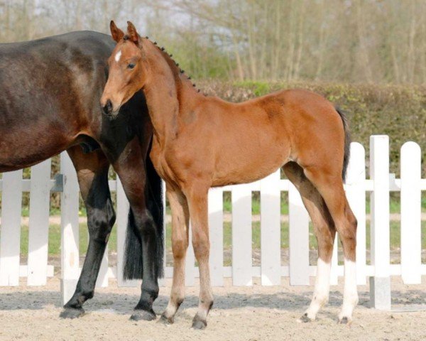 dressage horse Tamina (Westphalian, 2022, from Taurus)