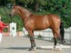 dressage horse Foxi Brown 3 (Westphalian, 2017, from Flashdance)