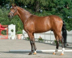 dressage horse Foxi Brown 3 (Westphalian, 2017, from Flashdance)