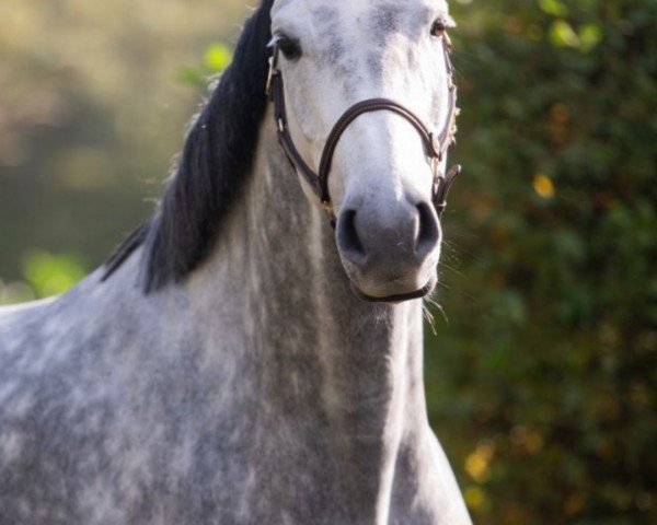 horse Ominka Minka G (KWPN (Royal Dutch Sporthorse), 2019, from Indoctro)