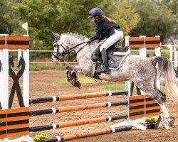 dressage horse Llanarth Royalist (Welsh-Pony (Section B), 2015, from Breeton Dai)