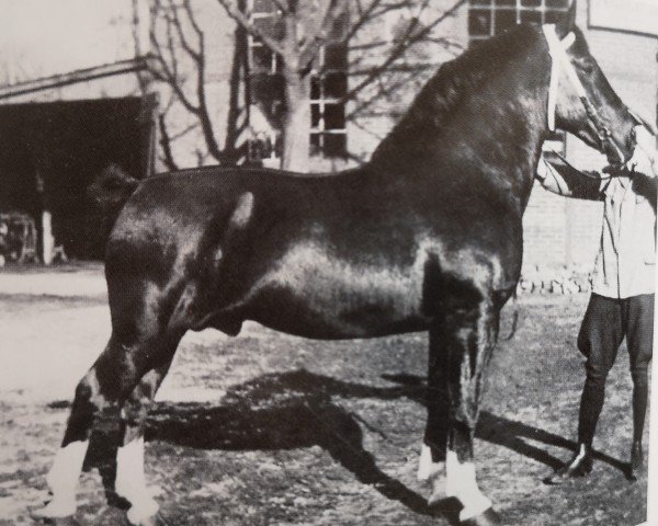 stallion Lord I Mo 189 (OF 1678) (Alt-Oldenburger / Ostfriesen, 1930, from Lord 1632 OF)