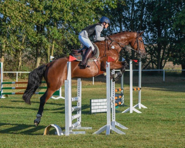 jumper Billy the Kid 62 (Zangersheide riding horse, 2018, from Berlioz du Lys)