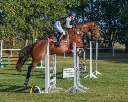 jumper Billy the Kid 62 (Zangersheide riding horse, 2018, from Berlioz du Lys)