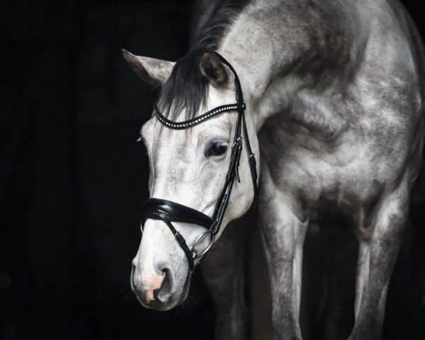 Springpferd Dia Dalina (Hannoveraner, 2018, von Diacontinus)