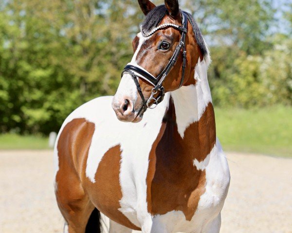 Pferd Thor Eliselund (Pinto mit Reitpferdepedigree, 2010, von B.Hoelgaard's Boston JT)