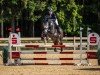 stallion Hello Prime Time (German Sport Horse, 2018, from Hickstead White)