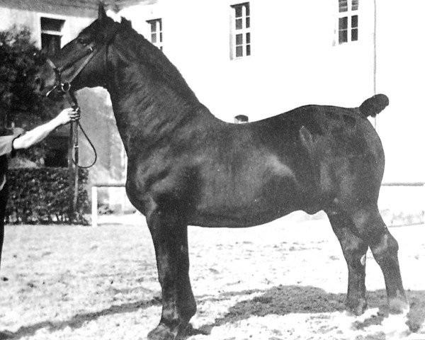 stallion Goldemar Mo 383 (OF 1792) (Alt-Oldenburger / Ostfriesen, 1937, from Goldregen 1707)