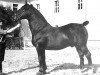 stallion Goldemar Mo 383 (OF 1792) (Alt-Oldenburger / Ostfriesen, 1937, from Goldregen 1707)