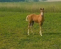 Fohlen von Gucci-Girl vom Haimoordeich (Deutsches Reitpony, 2024, von Painted Desert)