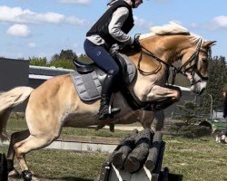 dressage horse Fleur Delacour 27 (Pony without race description, 2012)