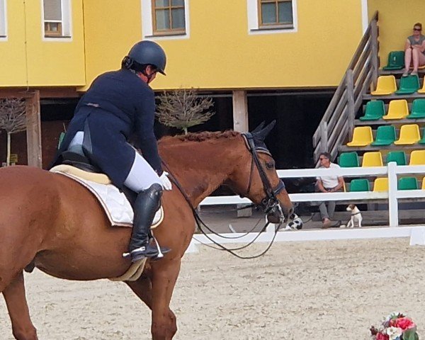 dressage horse Centaro 6 (Hessian Warmblood, 2006, from Carel Deak)