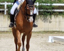 dressage horse Daddy's Dream 2 (Bavarian, 2009, from Daddy Cool)