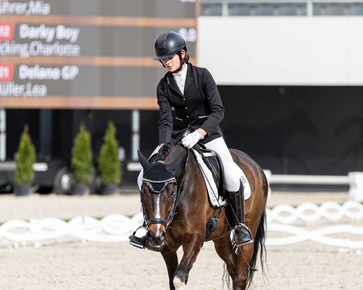 Dressurpferd Dance for you 4 (Niederländisches Pony, 2019, von Beauty W)