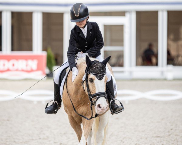 dressage horse Der kleine Lord 26 (Pony without race description, 2010, from Unbekannt PONY)