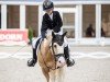 dressage horse Der kleine Lord 26 (Pony without race description, 2010, from Unbekannt PONY)