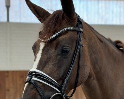 dressage horse Berliner Luft 3 (German Sport Horse, 2020, from Benetton Dream FRH 1301)