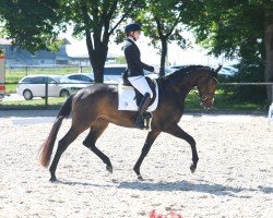 dressage horse Federleicht 34 (Westphalian, 2020, from Fürst Samarant)