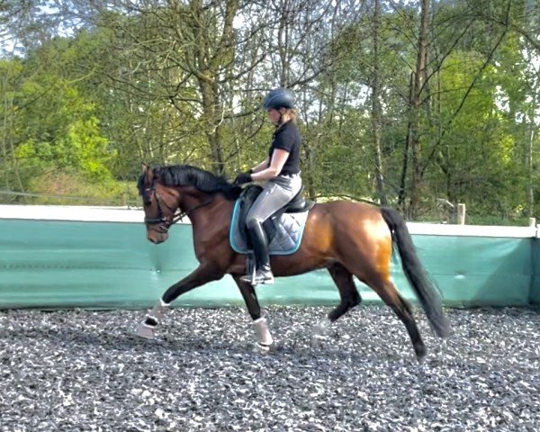 dressage horse Champion's new boy (German Riding Pony, 2020, from FS Champion de Luxe)