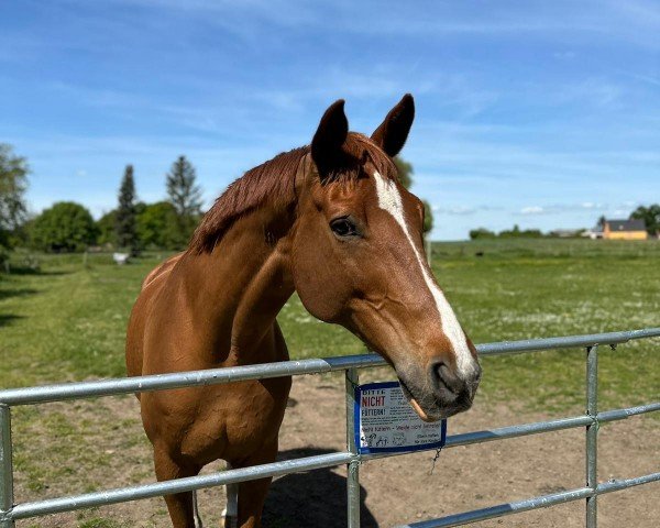 Dressurpferd Pepe 305 (Trakehner, 2009, von Dramatiker)