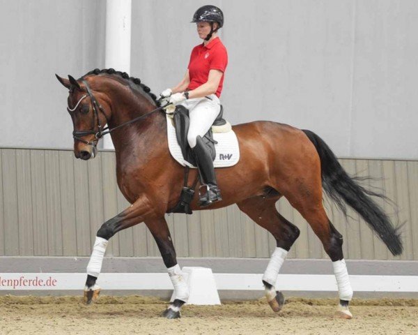 dressage horse Fuchur (Hanoverian, 2018, from Fürstenball)