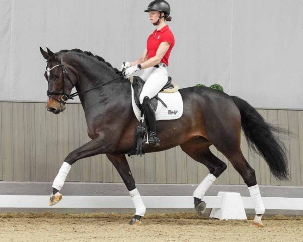 dressage horse Fantasie 328 (Hanoverian, 2018, from Fürstenball)