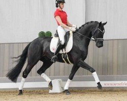 dressage horse Freixenet (Westphalian, 2020, from Fürst Samarant)